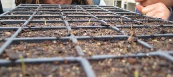 Germination Germination